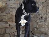 Собаки, щенки Кане Корсо, цена 10 Грн., Фото