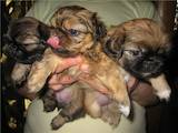 Собаки, щенята Пекінес, ціна 899 Грн., Фото