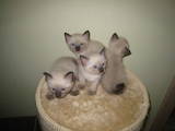 Кішки, кошенята Меконгській бобтейл, ціна 1500 Грн., Фото