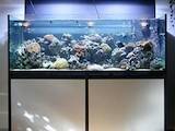 Рибки, акваріуми Акваріуми і устаткування, Фото