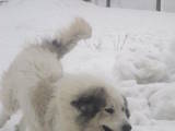 Собаки, щенята Піренейська гірська собака, ціна 1000 Грн., Фото