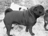 Собаки, щенята Мопс, ціна 600 Грн., Фото