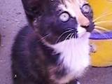 Кошки, котята Балинез, цена 100 Грн., Фото