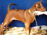 Собаки, щенки Родезийский риджбек, цена 17000 Грн., Фото