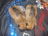 Собаки, щенки Бульмастиф, цена 10 Грн., Фото