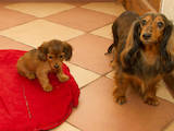 Собаки, щенки Длинношерстная кроличья такса, цена 4500 Грн., Фото