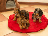 Собаки, щенки Длинношерстная кроличья такса, цена 4500 Грн., Фото