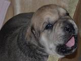 Собаки, щенята Мальоркскій бульдог (Ка Де Бо), ціна 10000 Грн., Фото