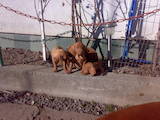 Собаки, щенки Венгерская выжла, цена 1200 Грн., Фото
