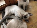 Кішки, кошенята Тайська, ціна 2000 Грн., Фото