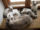 Кішки, кошенята Тайська, ціна 2000 Грн., Фото
