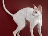 Кошки, котята Корниш-рекс, цена 3500 Грн., Фото