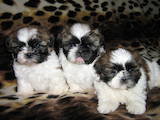 Собаки, щенки Ши-тцу, цена 2000 Грн., Фото