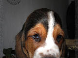 Собаки, щенята Бассет, ціна 25 Грн., Фото