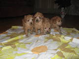 Собаки, щенки Карликовый пудель, цена 1000 Грн., Фото