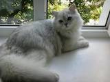 Кошки, котята Британская длинношёрстная, цена 300 Грн., Фото