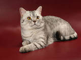 Кошки, котята Спаривание, цена 800 Грн., Фото