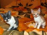 Кошки, котята Корниш-рекс, цена 1200 Грн., Фото