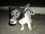 Собаки, щенята Малий шпіц, ціна 10 Грн., Фото