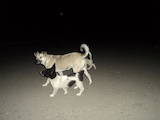 Собаки, щенята Малий шпіц, ціна 10 Грн., Фото