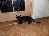 Кошки, котята Девон-рекс, цена 800 Грн., Фото