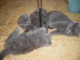 Кошки, котята Британская длинношёрстная, цена 650 Грн., Фото