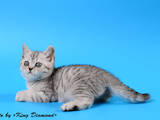Кошки, котята Хайленд Фолд, цена 2000 Грн., Фото