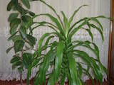 Домашние растения Крупные растения, цена 1200 Грн., Фото