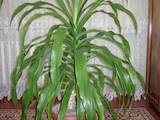 Домашні рослини Великі рослини, ціна 1200 Грн., Фото