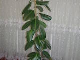 Домашние растения Крупные растения, цена 1200 Грн., Фото