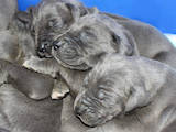 Собаки, щенки Немецкий дог, цена 6400 Грн., Фото