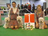 Собаки, щенки Вестхайленд уайт терьер, цена 8000 Грн., Фото