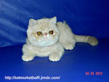 Кошки, котята Экзотическая короткошерстная, цена 4000 Грн., Фото
