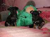 Собаки, щенки Пинчер, цена 700 Грн., Фото