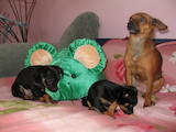Собаки, щенки Пинчер, цена 700 Грн., Фото