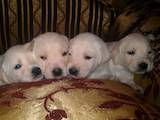 Собаки, щенки Золотистый ретривер, цена 1500 Грн., Фото