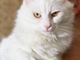 Кішки, кошенята Турецька Ангора, ціна 600 Грн., Фото