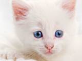 Кошки, котята Турецкая ангора, цена 600 Грн., Фото