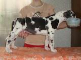 Собаки, щенята Німецький дог, ціна 6000 Грн., Фото