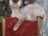Кішки, кошенята Девон-рекс, ціна 1000 Грн., Фото