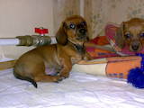 Собаки, щенята Гладкошерста мініатюрна такса, ціна 600 Грн., Фото