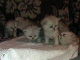 Кішки, кошенята Шиншила, ціна 850 Грн., Фото