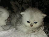 Кошки, котята Шиншилла, цена 850 Грн., Фото