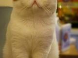 Кошки, котята Экзотическая короткошерстная, Фото