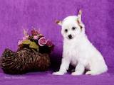Собаки, щенки Китайская хохлатая собака, цена 2400 Грн., Фото