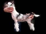 Собаки, щенки Китайская хохлатая собака, цена 3200 Грн., Фото