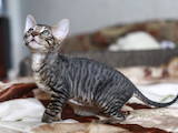 Кішки, кошенята Корніш-рекс, ціна 1200 Грн., Фото