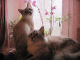 Кішки, кошенята Тайська, ціна 400 Грн., Фото