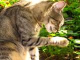 Кішки, кошенята Європейська короткошерста, Фото