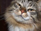 Кошки, котята Норвежская лесная, цена 500 Грн., Фото